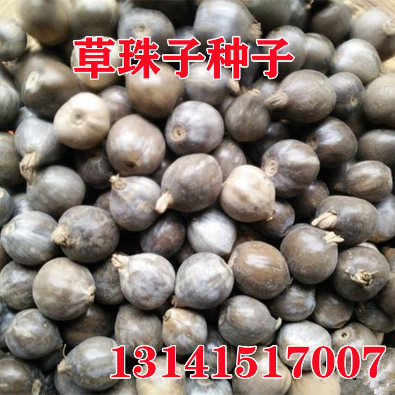 手串菩提籽散装吊坠草珠子