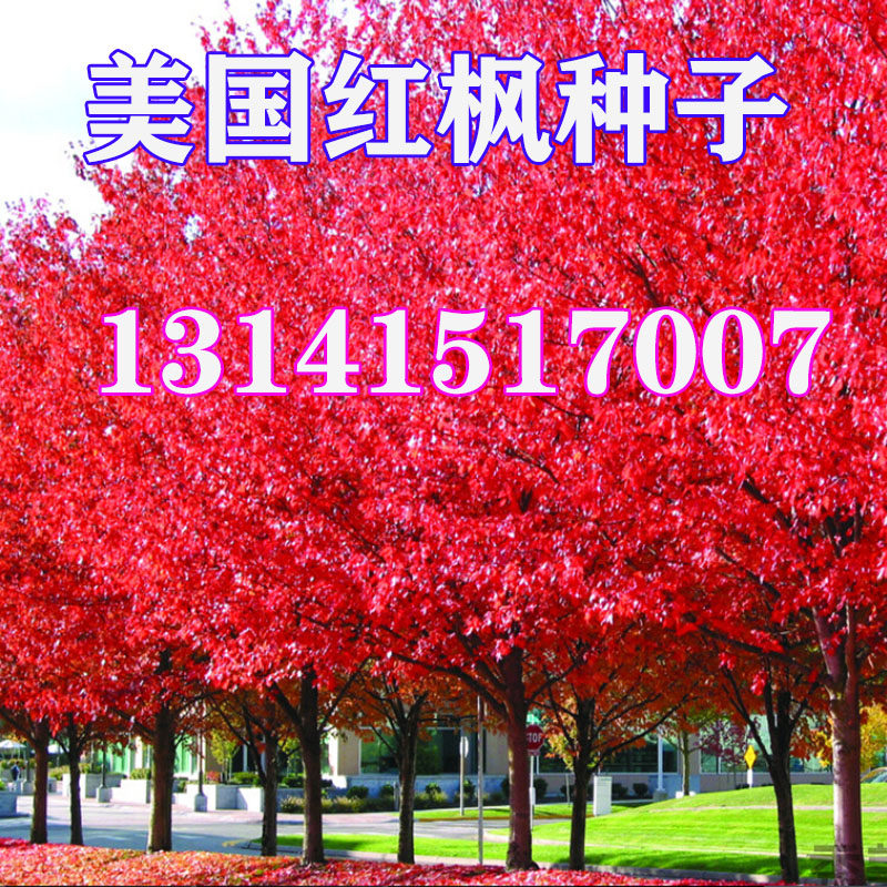 美国红枫树种子正宗日本红枫盆栽庭院盆景老桩中国红枫秋火焰种籽
