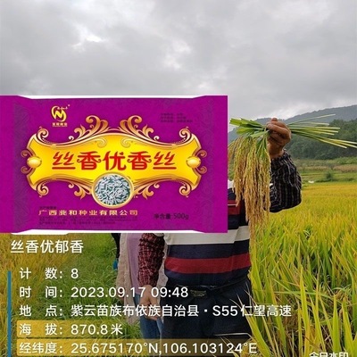 优质丝香优稻谷长江中下游水稻种子国审高产浓香谷种长粒杂交水稻