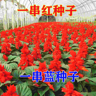 一串红种子矮杆四季易播景观园林草花卉盆栽高杆一串蓝种籽串串红