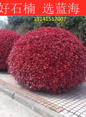 红叶石楠树苗火焰红种子工程绿篱笆四季常青球形大杯苗红色树种籽