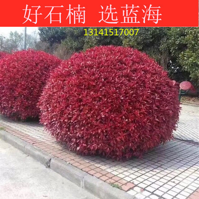 树苗种子四季常青红叶石楠