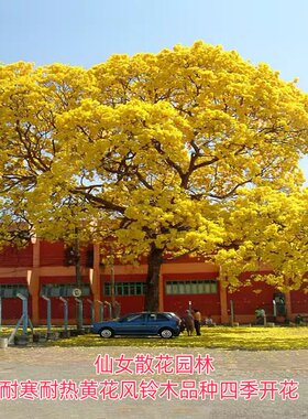 黄花风铃木树苗庭院观花风景树苗多花风铃树木小苗红花紫花品种