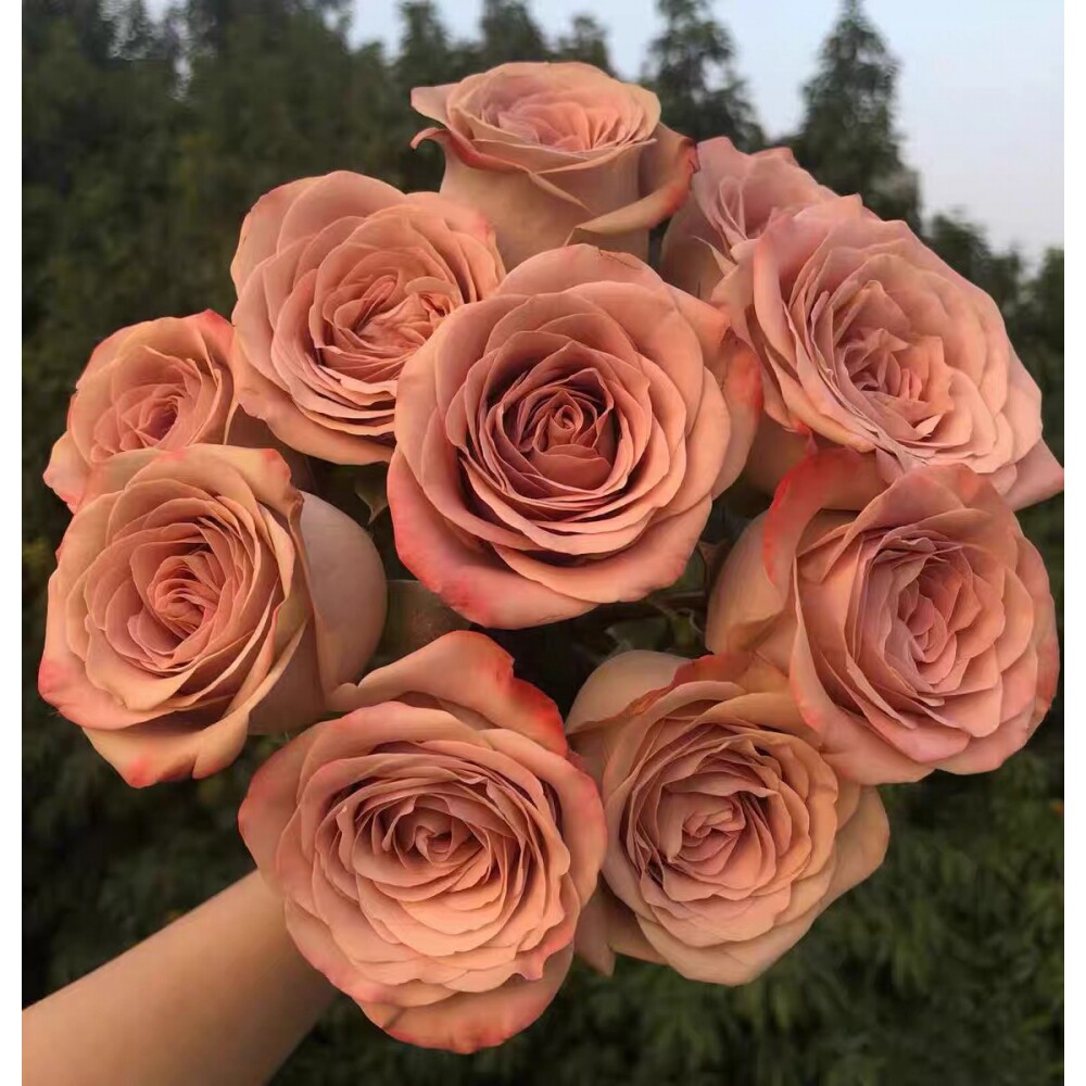 拿铁咖啡月季花苗特大花卉植物室内阳台盆栽玫瑰四季开花好养易活