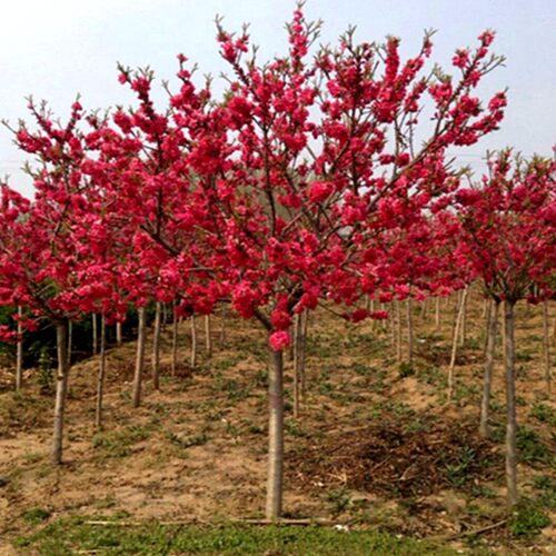 庭院观赏桃花红叶碧桃树苗