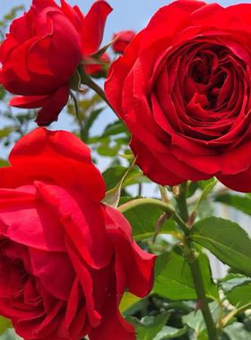 红苹果月季花大苗盆栽阳台红色大花玫瑰庭院四季开花卉绿植物灌木