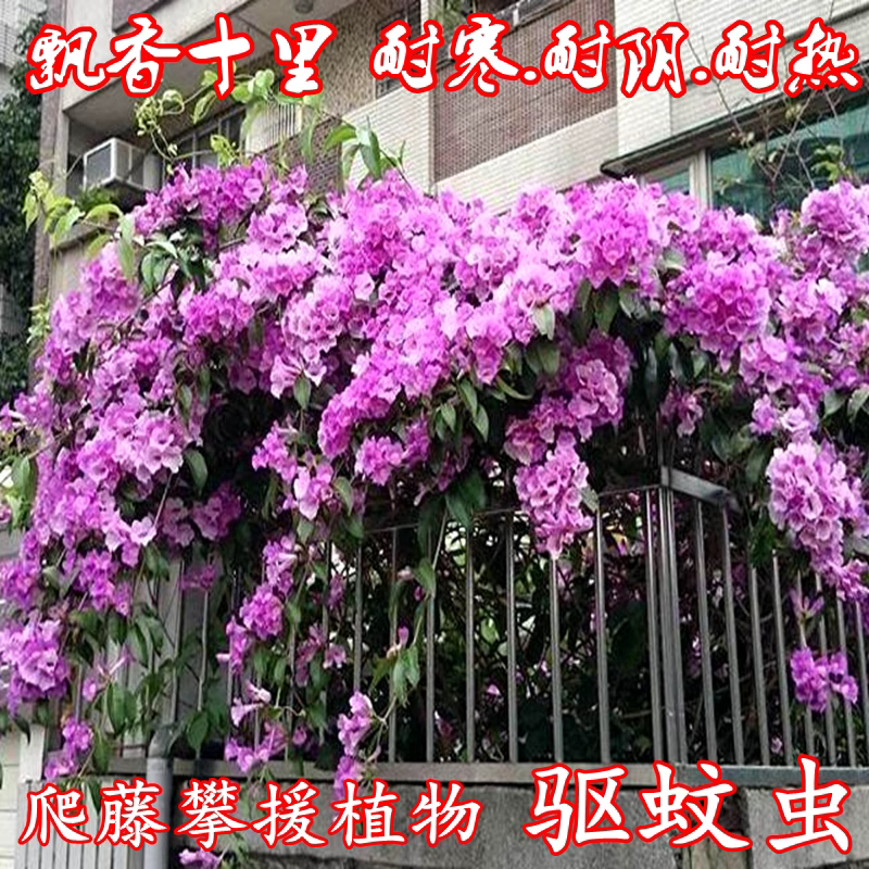无刺蒜香藤花苗紫铃藤花卉