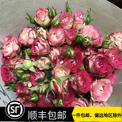 多头小玫瑰价格 多头小玫瑰图片 星期三