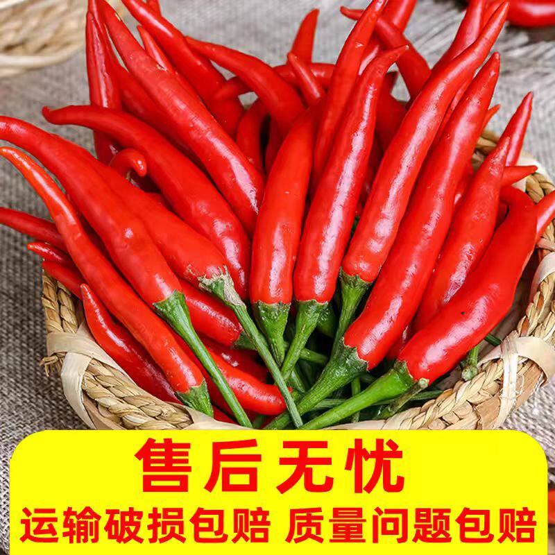 云南小米椒现摘现发箱装
