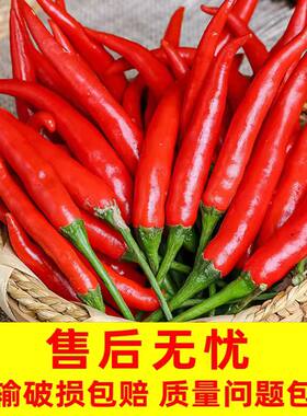 云南小米椒现摘现发箱装