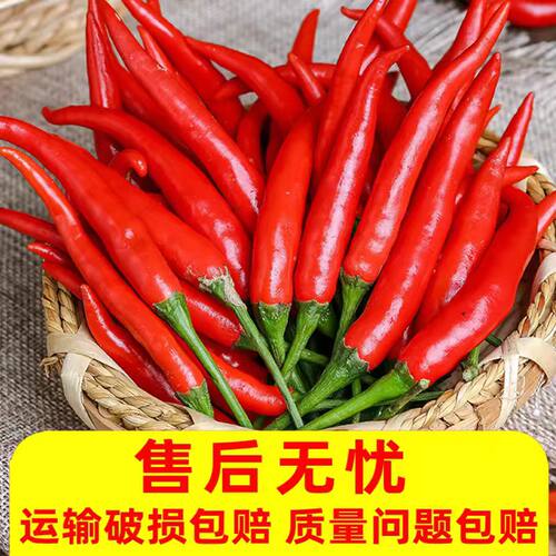 云南小米椒现摘现发箱装