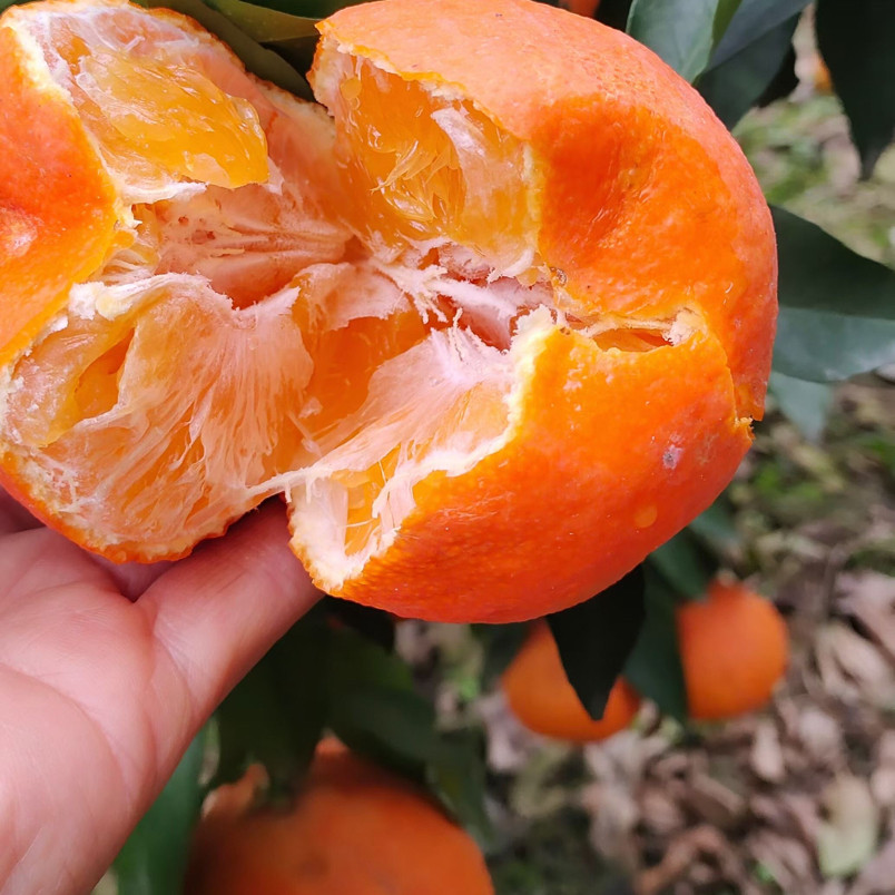 ［纯甜味］正宗四川柚新鲜水果橘子孕妇喜爱品耙耙柑,水产肉类/新鲜蔬果/熟食,柚子,淘宝优惠券,粉丝福利购,淘宝优惠卷