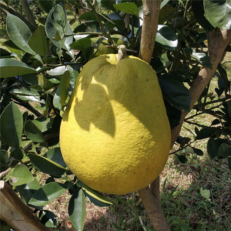 瑞丽弄岛柚子水晶柚1个3-4斤傣家甜柚子白心甜柚云南水果