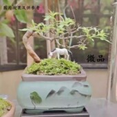 定制款 微盆景崖荆根艺