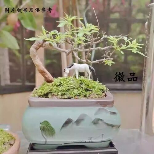 易养一物一拍包邮微盆景