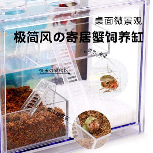 豆丁寄居蟹饲养套餐套装
