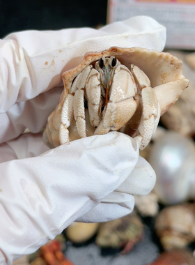 A303 钳子缺尖沙灰