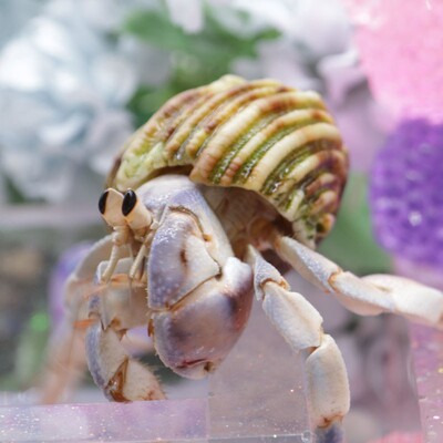 寄居蟹懒人迷你宠物新手好养活体桌面萌宠观赏蟹网红潮人草莓送礼