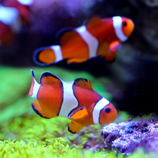 小丑鱼海水观赏鱼活体人工公子尼莫耐活好养明星宠物