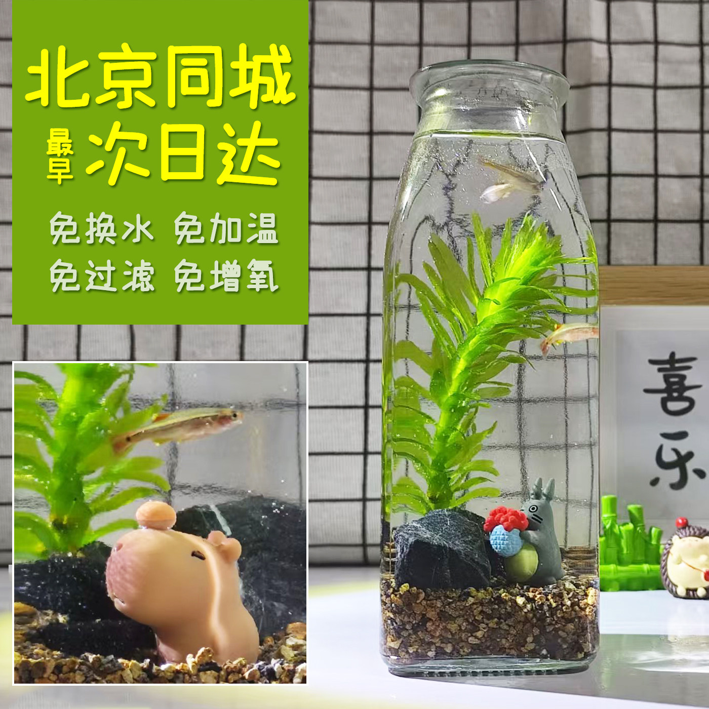 北京同城学校桌面玻璃微景观生态瓶diy材料水草小鱼自循环免换水,宠物/宠物食品及用品,生态瓶/创意缸/微景缸,淘宝优惠券,粉丝福利购,淘宝优惠卷