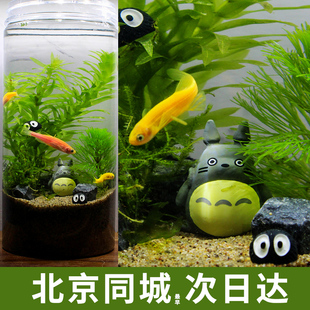 初中科学作业微景观生态瓶diy材料水草小鱼缸塑料自循环免换水