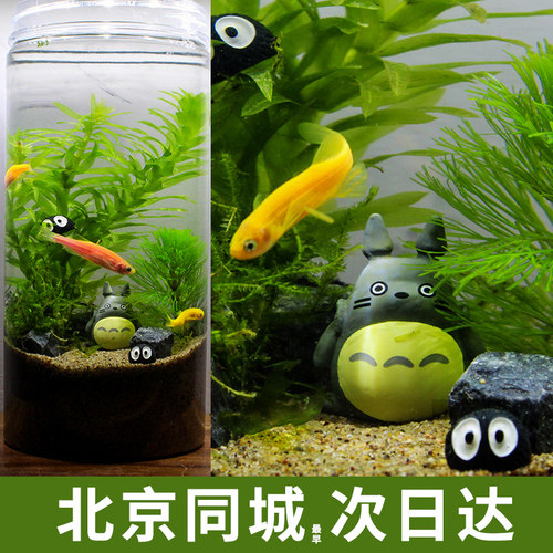 北京同城科学课生态微景观鱼缸