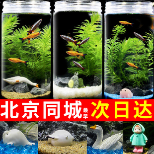桌面鱼缸生态瓶微景观密封瓶迷你鱼缸水草造景diy科学生物自循环