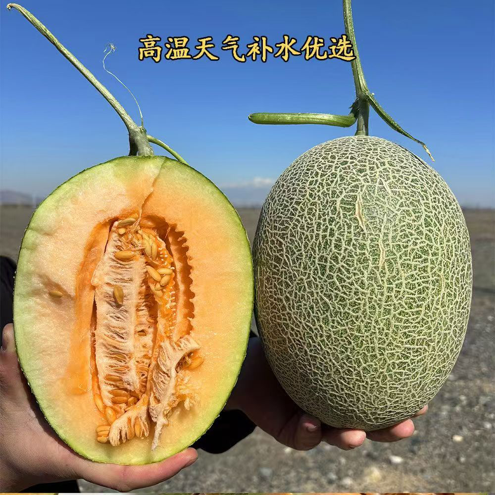 新疆正宗网纹冰淇淋玫珑哈密瓜蜜瓜25新鲜西州水果甜瓜整箱现摘