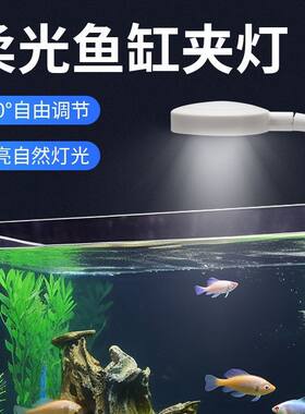 蓝光孔雀群游鱼缸灯观赏晒背
