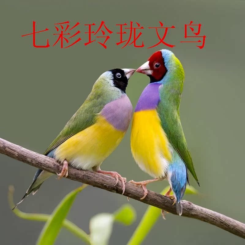³ûÄñ»îÌåÄñ»îÌå³èÎïÄñÊÖÑøÇ×È˳ûÄñÊÖÍæÄñ»îÌå¶àÊ¡°üÓÊËͺÀÀñ