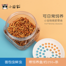 蜜袋龉蜜袋鼯面包虫活虫仓鼠粮食蜜袋鼬零食用品食物刺猬黄粉虫