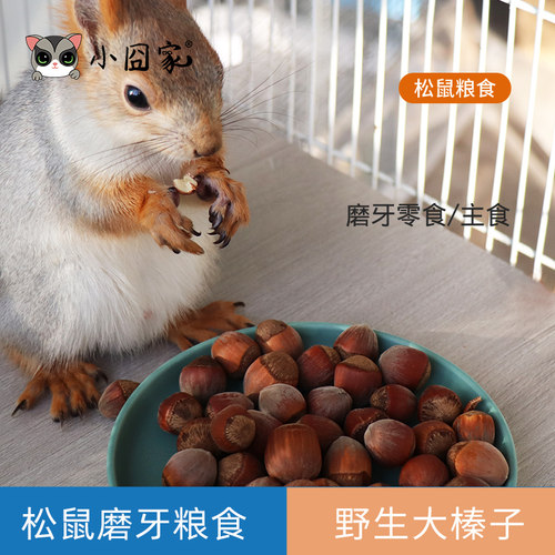 松鼠磨牙坚果大榛子粮食饲料
