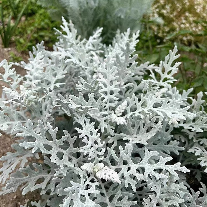 银叶菊盆栽苗菊花芙蓉菊羽叶蕾丝赛车手多年生四季常青耐寒植物 鲜花速递/花卉仿真/绿植园艺 绿植 原图主图