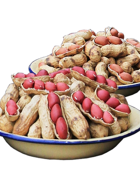 牛小苗湖南传统柴火炒花生