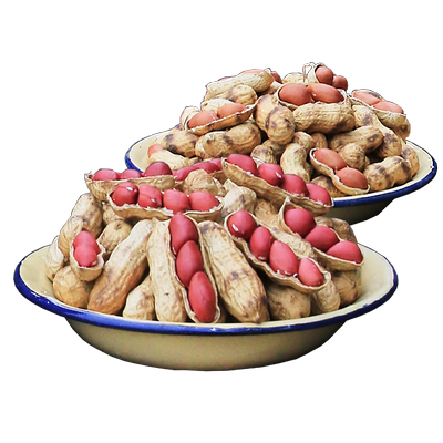 牛小苗湖南传统柴火炒花生