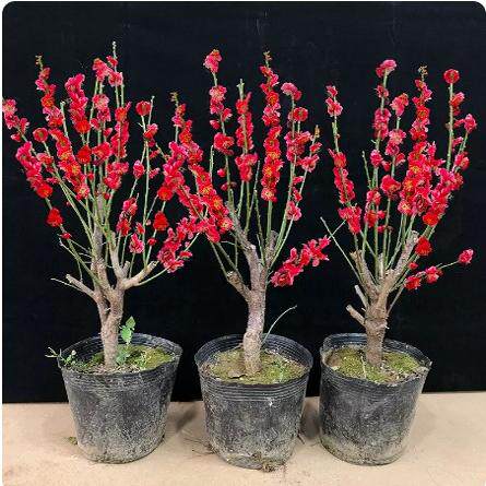 梅花盆栽老桩原生朱砂梅树苗浓香型花卉耐寒植物室内红梅腊梅盆景