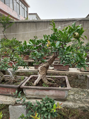 枣庄微型甜石榴盆景小品石榴庭院小老桩盆栽开花结果冠世榴园盆景