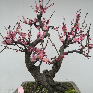 卖花渔村徽梅原生红梅矮霸老桩梅花盆景宫粉造型梅桩盆栽耐寒好养