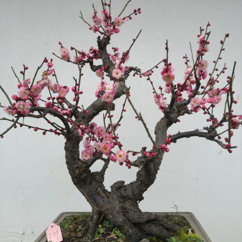 原生梅花盆景红梅老桩当年开花