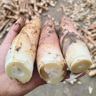建瓯雷笋新鲜冬笋雷笋雷竹笋油焖笋野生现挖春笋腌笃笋新鲜蔬菜