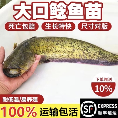 鲶鱼苗大口鲶土鲶二须鲶鱼河鲶鱼