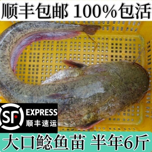 大口鲶鱼苗鲶鱼苗南方大口鲶土鲶鱼苗凶猛路亚量二须鲶鱼鱼塘鱼苗