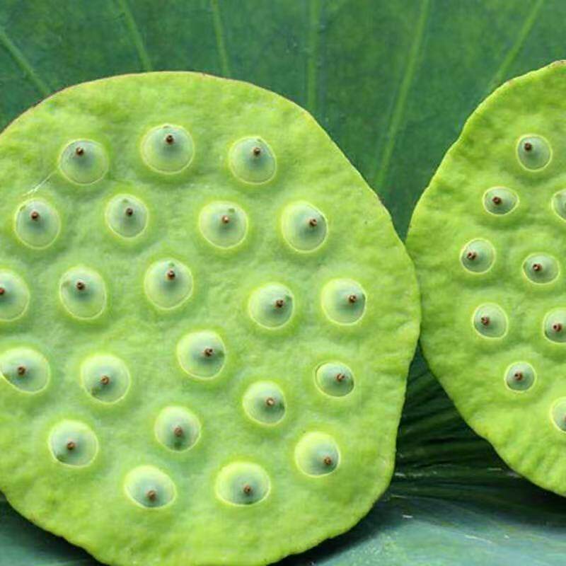水果莲蓬莲子米新鲜湖北现摘水果生吃嫩甜莲蓬鲜生特产农家天然