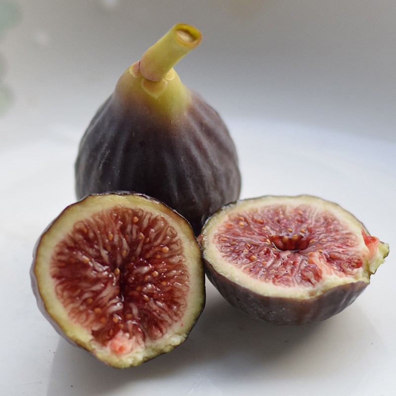 青紫无花果盆栽苗