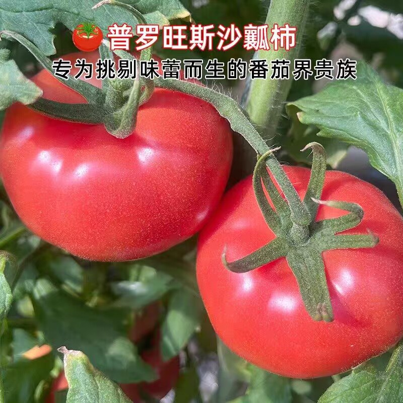 普罗旺斯沙瓤西红柿带叶发货四川攀枝花自然成熟新鲜当季健康水果