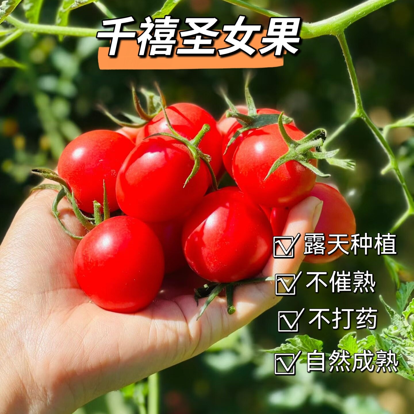 千禧圣女果四川攀枝花露天自然成熟不打药新鲜当季超甜超好吃