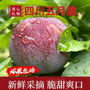 农户自种四川五月脆李子新鲜水果当季现摘现发孕妇水果酸甜可口