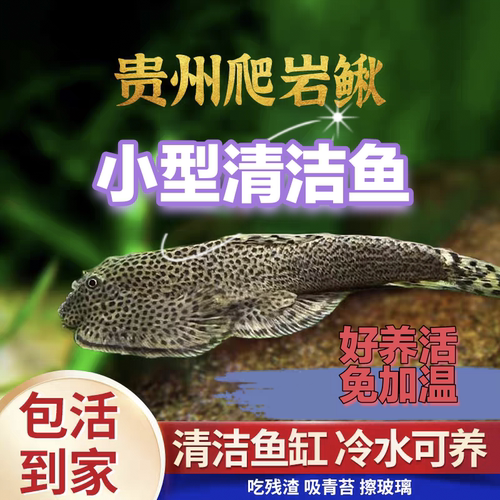 贵州爬岩鳅原生冷水观赏鱼吸鳅鱼清洁鱼除藻鱼缸清洁工具鱼吃藻鱼