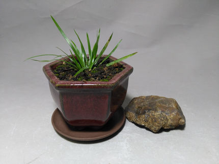 早期紫砂胎钧釉花盆无法复制的老均陶宜钧釉六方红釉桌面盆菖蒲盆