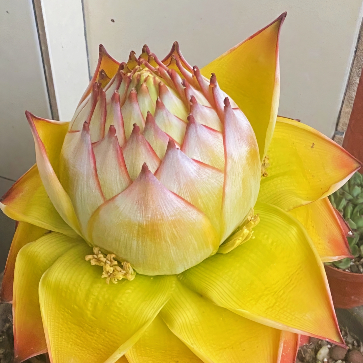 地涌金莲红莲大型带花苞盆栽花卉绿植四季客厅阳台好养活